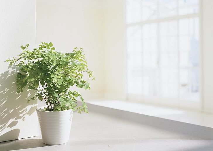 green leafed plant, flowers, pot, room, light, HD wallpaper