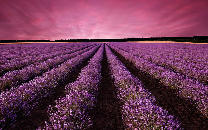 France lavender field purple sky 4K High Quality, HD wallpaper