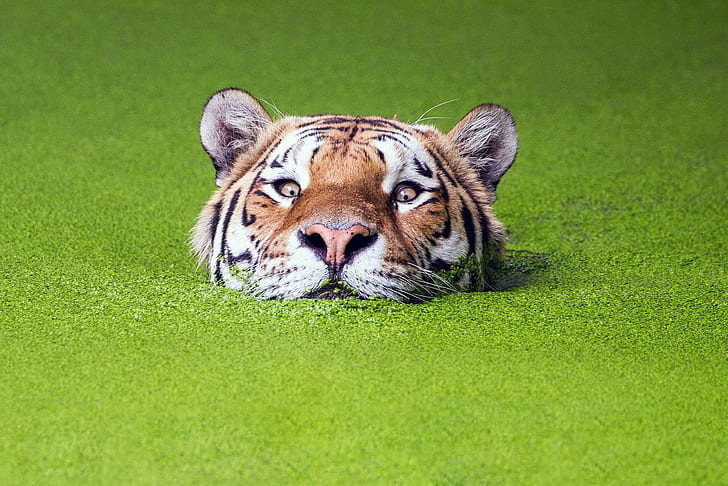 nature green animals tiger muzzles water depth of field, HD wallpaper