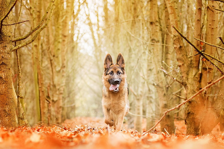 nature, forest, dog, animals, HD wallpaper