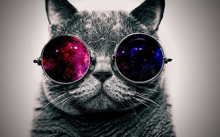 abstract, cats, Glasses, space, HD wallpaper