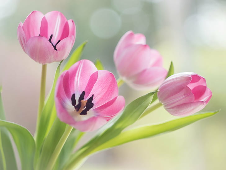 bonjour, Flickr, blanc, rose, printemps, fleur, plante, tulipe, tulipes, Panasonic Lumix G5, Helios 44, bokeh, pêche, MFT, M43, nature, rose Couleur, printemps, capitule, pétale, beauté Dans la nature, Fond d'écran HD