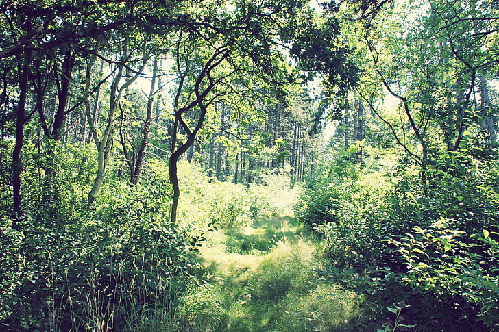 зелено листно дърво, гора, зелено, слънчева светлина, лято, дървета, природа, HD тапет