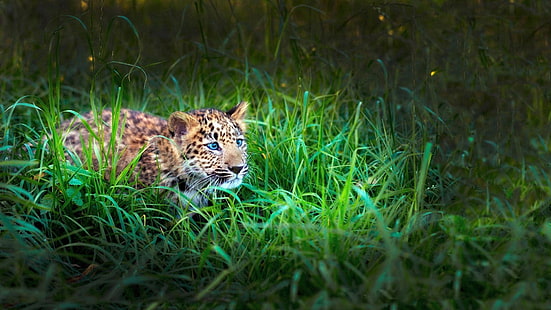 brown and black leopard cub, leopard, cub, grass, lie, hide, hunt, HD wallpaper HD wallpaper