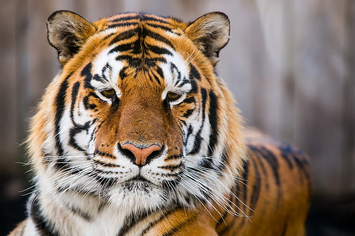 Tiger Gesicht erstaunlichen Desktop, HD-Hintergrundbild