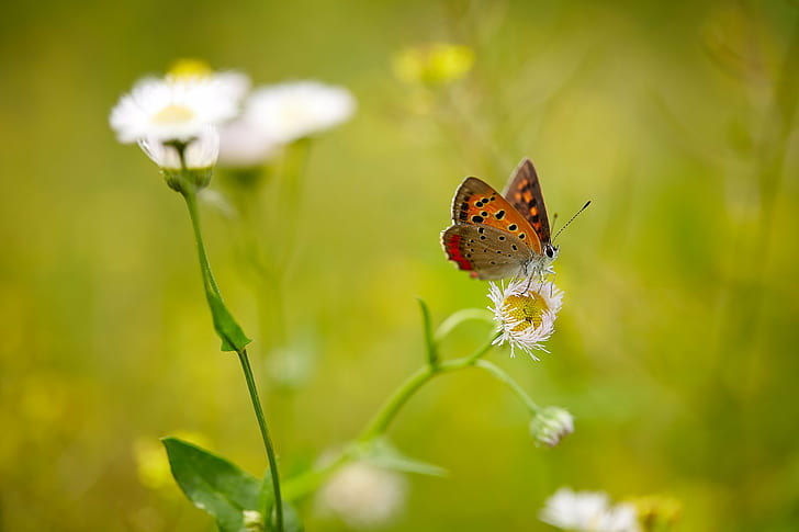 Fritillary пеперуда на бял клъстер цвете в селективен фокус фотография, пеперуда, пътуване, пеперуда, fritillary, бял, клъстер, цвете, селективен фокус, фотография, Canon, насекомо, макро, природа, Saitama ЯПОНИЯ, 日本, Ageo, ши, пеперуда - Насекомо, лято, красота В природата, животно Крило, едър план, зелен цвят, животно, растение, HD тапет
