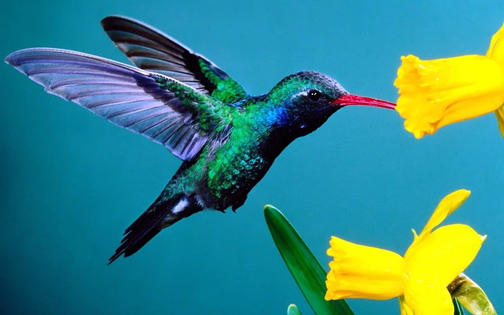 الطائر الطنان الأخضر ، الطيور الطنانة ، الزهور ، الخلفية، خلفية HD