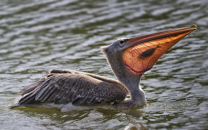 pelicans, nature, animals, birds, fish, water, HD wallpaper