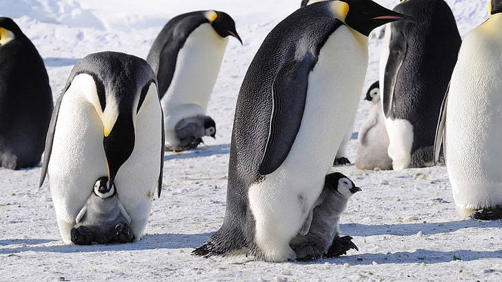 white and black penguin, penguins, snow, ice, baby animals, birds, animals, HD wallpaper