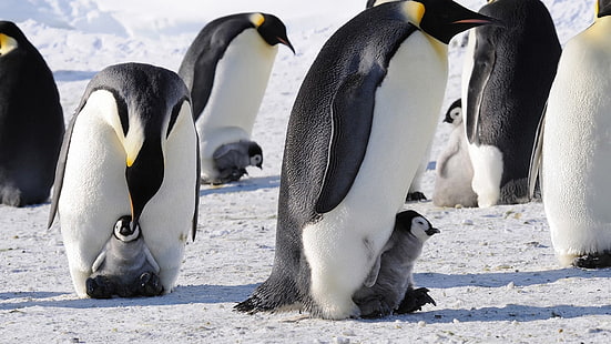 белый и черный пингвин, пингвины, снег, лед, птенцы, птицы, животные, HD обои HD wallpaper