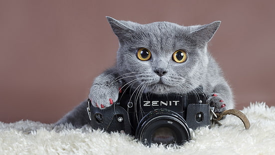러시아어 블루 고양이, 동물, 고양이, HD 배경 화면 HD wallpaper