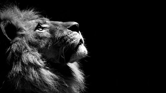 lion, b&w, black & white, HD wallpaper HD wallpaper