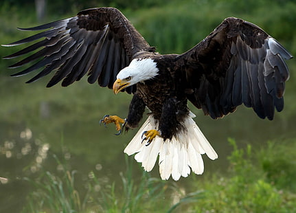 Pájaro águila calva, depredador, halcón, alas, águila calva, pájaro, Fondo de pantalla HD HD wallpaper