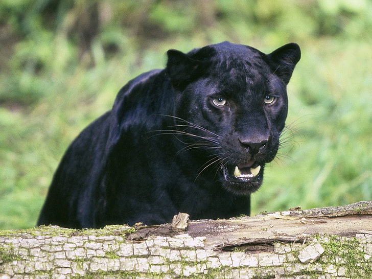 เสือดำผู้ใหญ่สัตว์แมวธรรมชาติเสือดำเสือดาวดำ, วอลล์เปเปอร์ HD