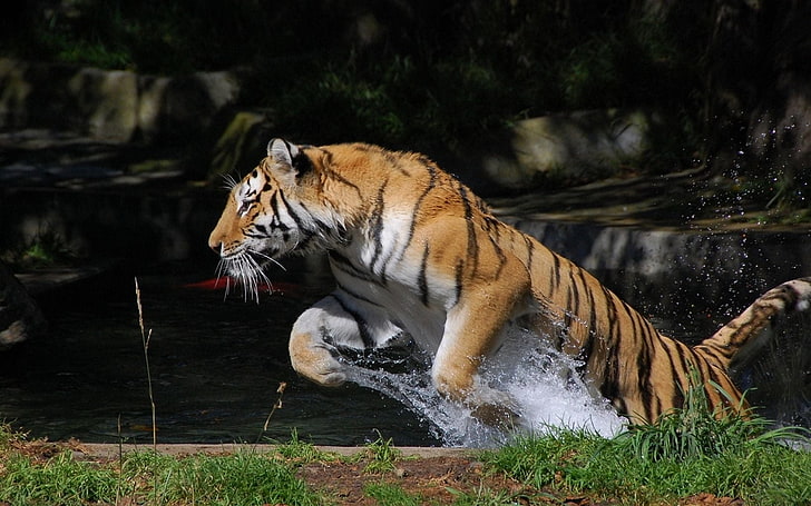 Бенгалски тигър снимка, тигър, скок, вода, пръски, HD тапет