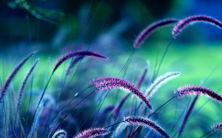 Purple grass, 4K, HD wallpaper