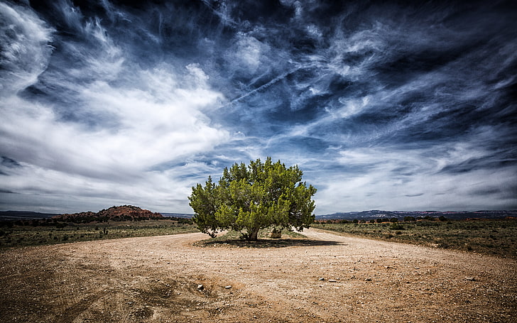 One Juniper Tree, blue, brown, desert, landscape, nature, photography, sky, trees, utah, HD wallpaper
