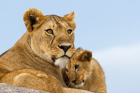 茶色の雌ライオンとカブ、カブ、ライオン、雌ライオン、ライオン、母性、 HDデスクトップの壁紙 HD wallpaper