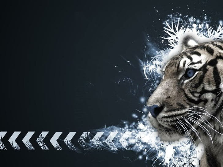 macan tutul, singa, harimau, harimau putih, Wallpaper HD