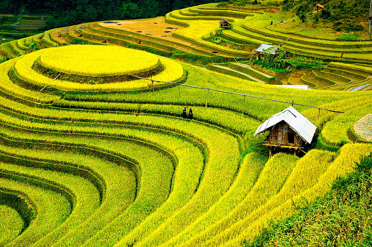 green rice field, field, people, China, hut, HD wallpaper