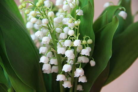 flores blancas, flores, ramo, primavera, blanco, lirios del valle, lirio de los valles, Fondo de pantalla HD HD wallpaper