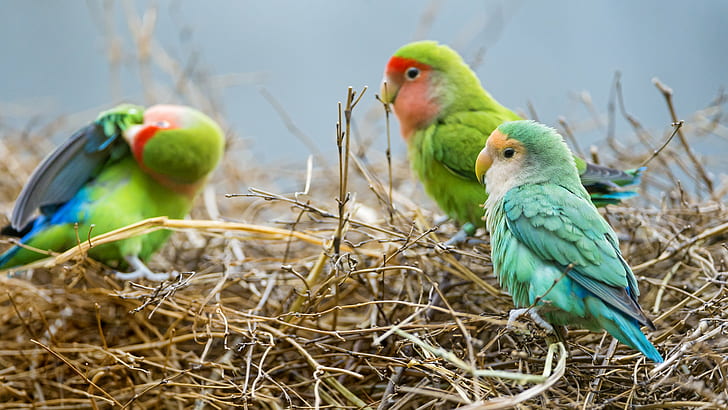 photography of a three assorted birds in brown grass, nest, photography, brown, grass, bird, colorful, cute, green, hay, winter, zoo, switzerland, nikon  d4, parrot, animal, pets, beak, nature, multi Colored, blue, yellow, wildlife, feather, parakeet, HD wallpaper