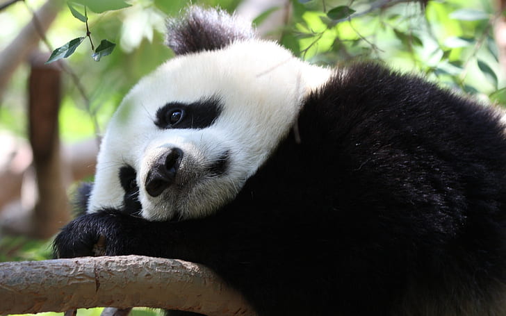 hayvanlar üzgün panda ayıları Hayvanlar ayılar HD sanat, hayvanlar, üzgün, HD masaüstü duvar kağıdı