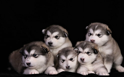 Hundar, Alaskan Malamute, djur, baby djur, söt, hund, valp, HD tapet HD wallpaper