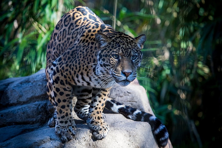 brown animal, jaguar, wild cat, predator, muzzle, HD wallpaper