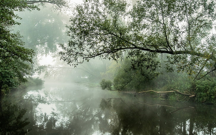 природа, пейзаж, река, туман, вода, отражение, деревья, утро, дневной свет, кусты, атмосфера, HD обои