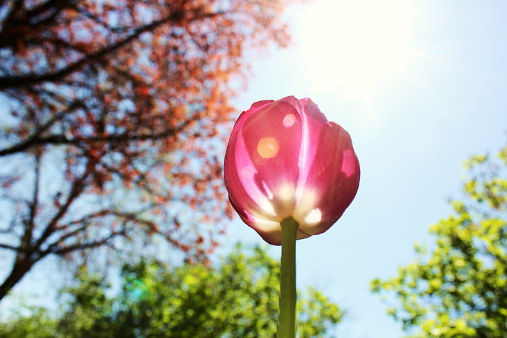 bouton floral rose entre les arbres, amour, rose, bouton floral, arbres, tulipe, printemps, flambage solaire, bokeh, bleu violet, ciel bleu, nature, fleur, printemps, activités de plein air, rouge, plante, tête de fleur, Fond d'écran HD