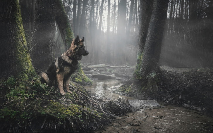 erwachsener brauner und schwarzer deutscher schäferhund, tiere, hund, wald, deutscher schäferhund, HD-Hintergrundbild
