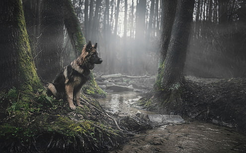 pastor alemão adulto marrom e preto, animais, cão, floresta, pastor alemão, HD papel de parede HD wallpaper