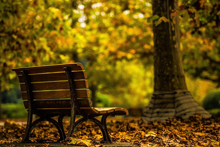 brązowa drewniana ławka, drzewa, jesień, sama, ławka, Tapety HD