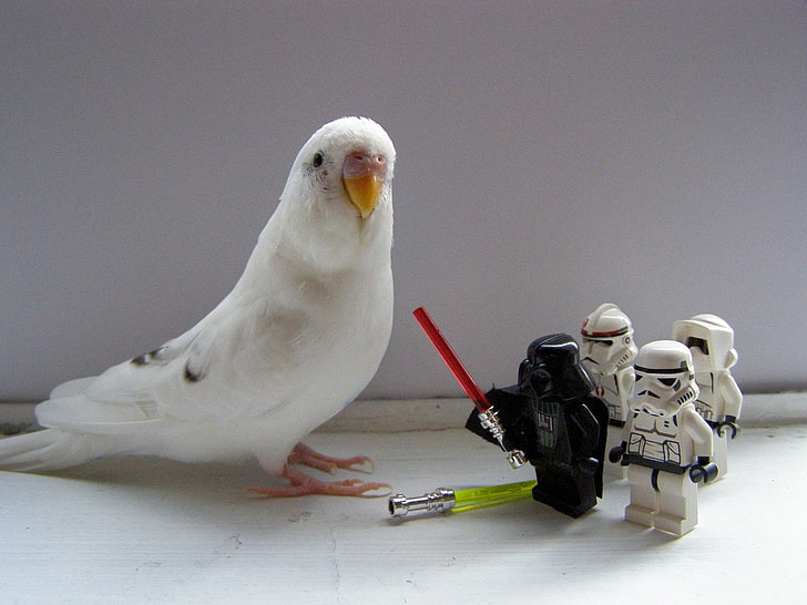 star wars stormtroopers parakeets legos Animals Birds HD Art , Star Wars, Stormtroopers, legos, parakeets, HD wallpaper
