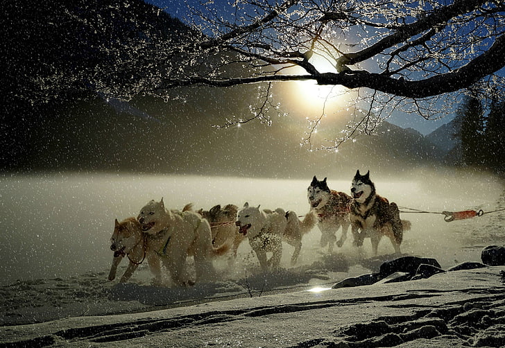 winter, wintry, dog, huskies, dogs, racing, animal, HD wallpaper