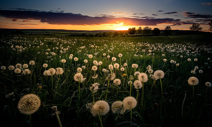 Earth, Dandelion, Field, Summer, Sunset, HD wallpaper