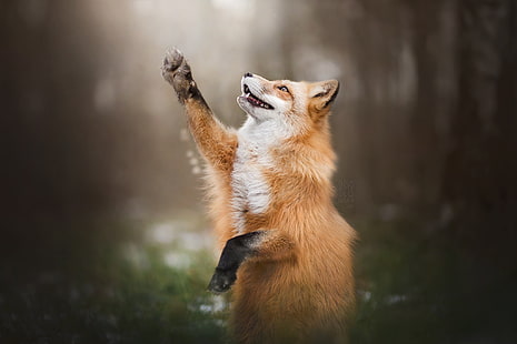 Animal, Fox, Paw, Wildlife, HD wallpaper HD wallpaper