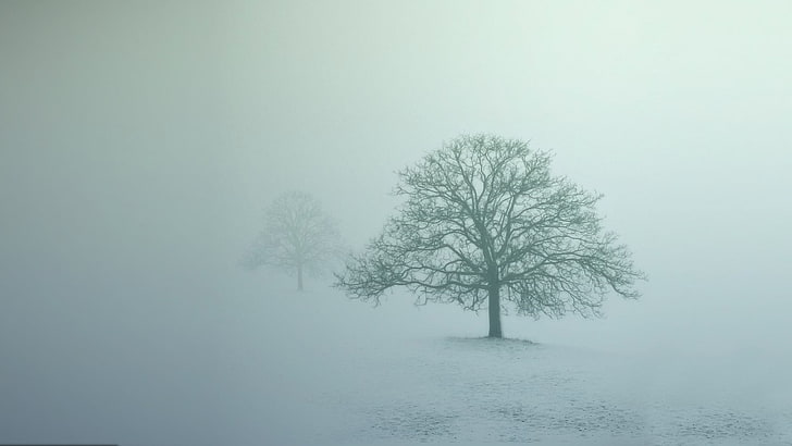 bare tree, mist, trees, abstract, photography, nature, landscape, snow, winter, HD wallpaper
