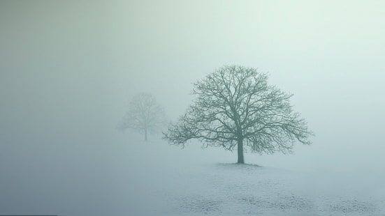 голое дерево, туман, деревья, аннотация, фотография, природа, пейзаж, снег, зима, HD обои HD wallpaper