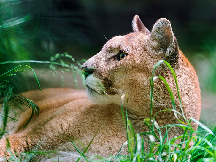 brown cougar, cougar, wolf, muzzle, down, grass, HD wallpaper