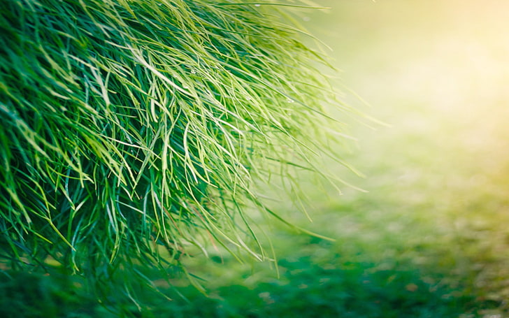 green grass, grass, plants, HD wallpaper
