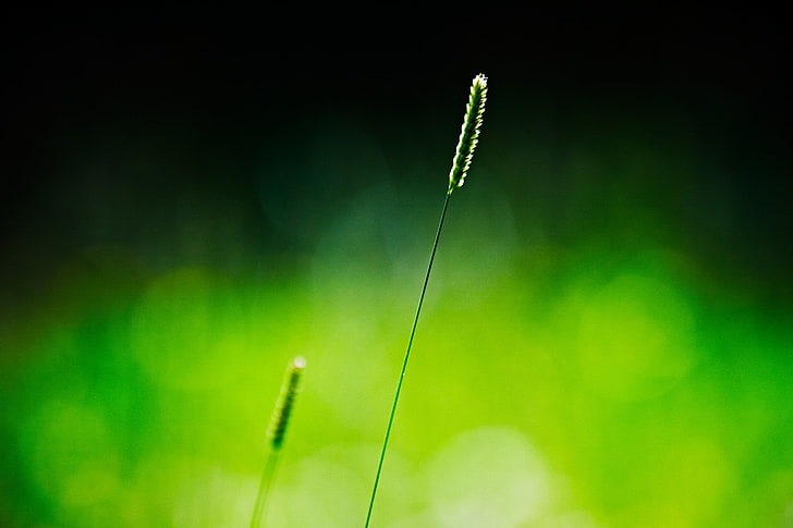 nature, spikelets, simple background, green, HD wallpaper