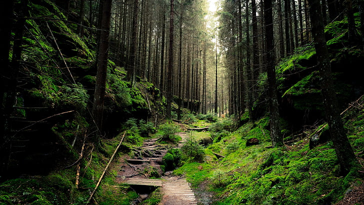 forest, path, deep forest, HD wallpaper