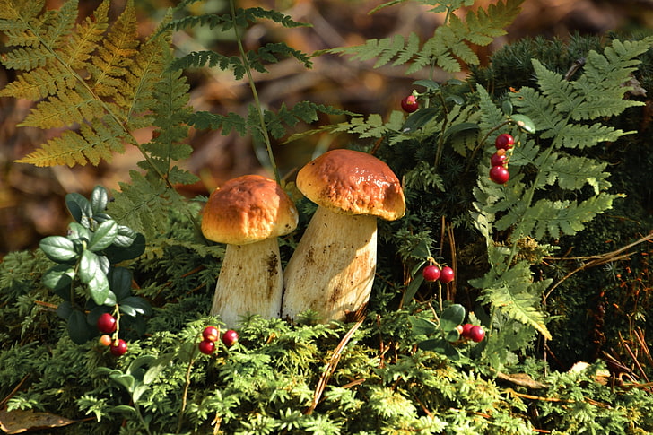 two brown mushrooms, mushrooms, fern, cranberries, HD wallpaper