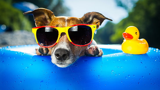 Dog, sunglasses, yellow duck, cute, toy, funny, animal, dog, sunglasses, yellow duck, cute, toy, funny, animal, HD wallpaper HD wallpaper