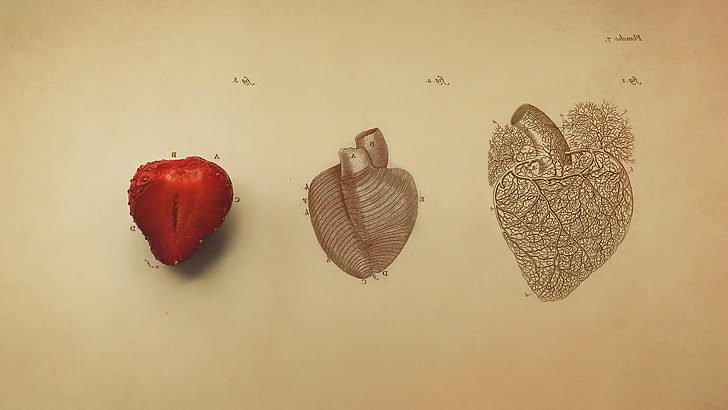 digital art minimalism simple simple background organs hearts drawing vintage veins text fruit strawberries biology medicine, HD wallpaper