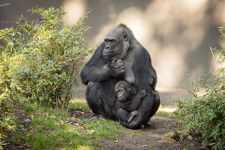 Madre, hijos, crías, amor, simios., Fondo de pantalla HD