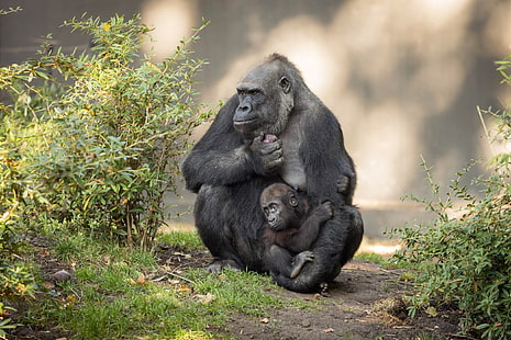 Mutter, Kinder, Tierbabys, Liebe, Affen, HD-Hintergrundbild HD wallpaper