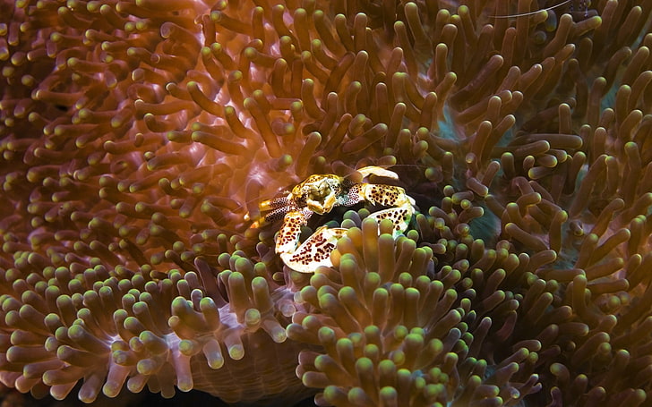 Tiere, Meeresleben, Krabben, HD-Hintergrundbild